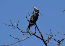 Black-and-white-casqued Hornbill