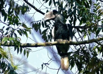 Black-and-white-casqued Hornbill
