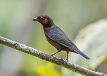 Black-and-white Mannikin