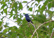 Black-and-white Monarch