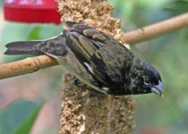 Black-and-white Seedeater