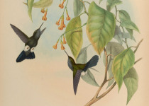 Black-and-white Seedeater