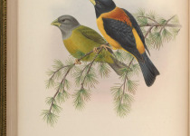 Black-and-yellow Grosbeak