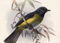 Black-and-yellow Silky-flycatcher
