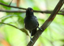 Black-backed Antbird