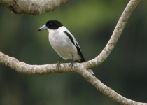 Black-backed Butcherbird