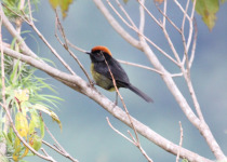 Black-backed Grosbeak