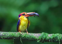 Black-backed Kingfisher