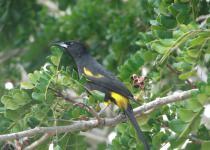 Black-backed Oriole