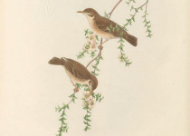 Black-backed Swamphen