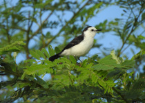 Black-backed water tyrant