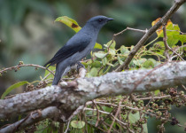 Black-backed Whistler