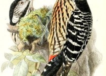 Black-backed Woodpecker