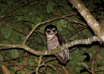 Black-banded Owl