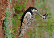 Black-bellied Bustard