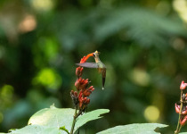 Black-bellied Hermit