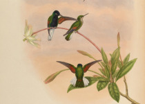 Black-bellied Hummingbird