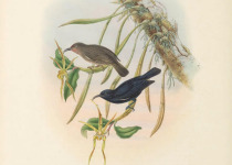 Black-bellied Myzomela