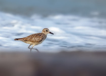 Black-bellied Plover