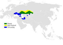Black-bellied Sandgrouse