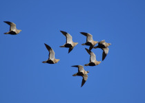Black-bellied Sandgrouse
