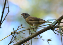Black-bellied Seedeater