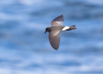 Black-bellied Storm Petrel