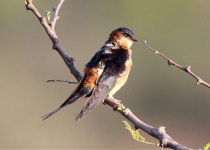 Black-bellied Swallow
