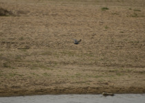 Black-bellied Tern
