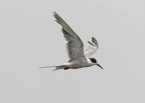 Black-bellied Tern