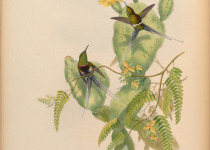 Black-bellied Thorntail