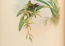 Black-bellied Thorntail