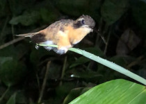 Black-bellied Thorntail