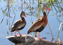 Black-bellied Whistling Duck