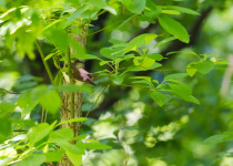 Black-billed Cuckoo