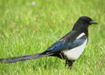 Black-billed Magpie