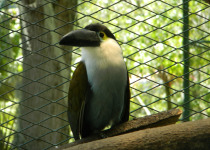 Black-billed Mountain Toucan