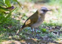 Black-billed Nightingale-Thrush