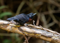 Black-billed Nightingale-Thrush