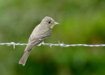 Black-billed Peewee