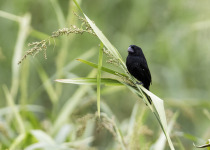 Black-billed Seed Finch