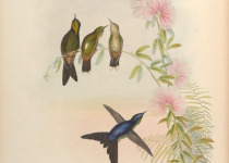 Black-billed Treehunter