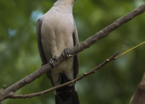 Black-billed Wood Dove