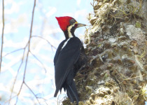 Black-bodied Woodpecker