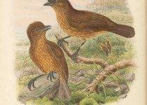 Black-breasted Bird-of-paradise