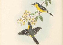 Black-breasted Boatbill