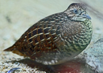 Black-breasted Buttonquail