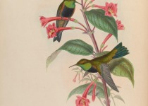 Black-breasted Hillstar