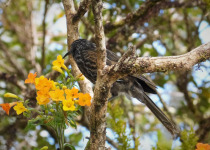 Black-breasted Honeyeater