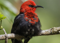 Black-breasted Myzomela